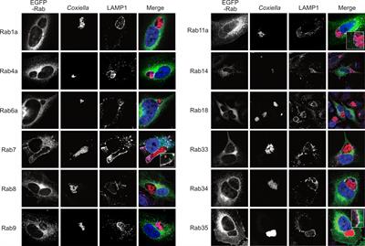 Coxiella burnetii-containing vacuoles interact with host recycling endosomal proteins Rab11a and Rab35 for vacuolar expansion and bacterial growth